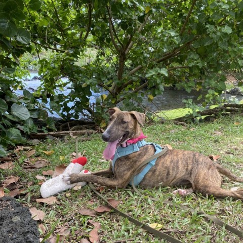 Raspberry, an adoptable Mixed Breed in Kailua Kona, HI, 96740 | Photo Image 5