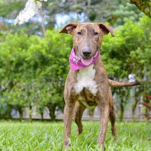 Raspberry, an adoptable Mixed Breed in Kailua Kona, HI, 96740 | Photo Image 6