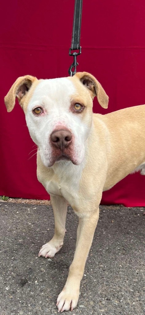 Buddy, an adoptable Boxer, Pit Bull Terrier in Brookings, OR, 97415 | Photo Image 1