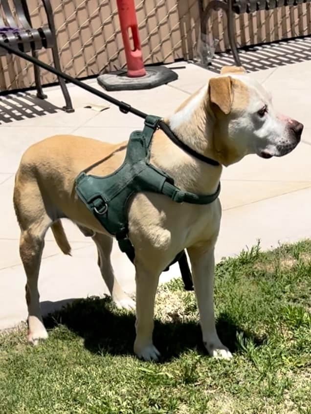 Buddy, an adoptable Boxer, Pit Bull Terrier in Brookings, OR, 97415 | Photo Image 2