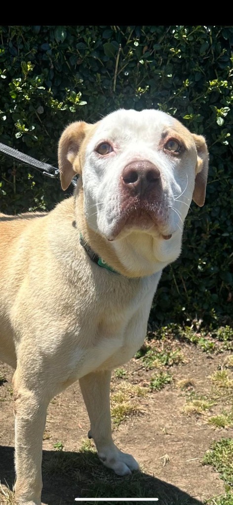 Buddy, an adoptable Boxer, Pit Bull Terrier in Brookings, OR, 97415 | Photo Image 6