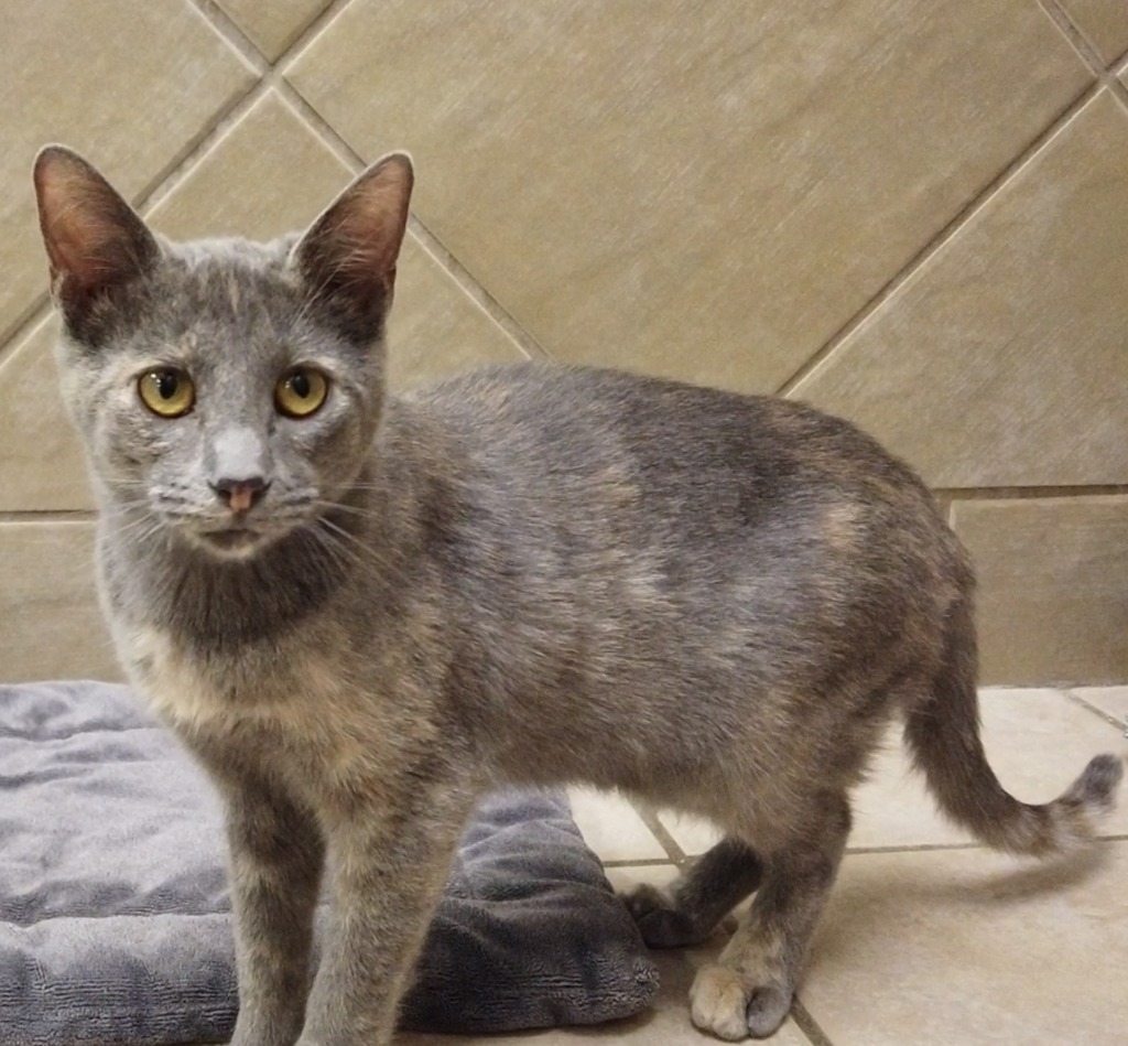 Pop, an adoptable Domestic Short Hair in Midland, TX, 79707 | Photo Image 1