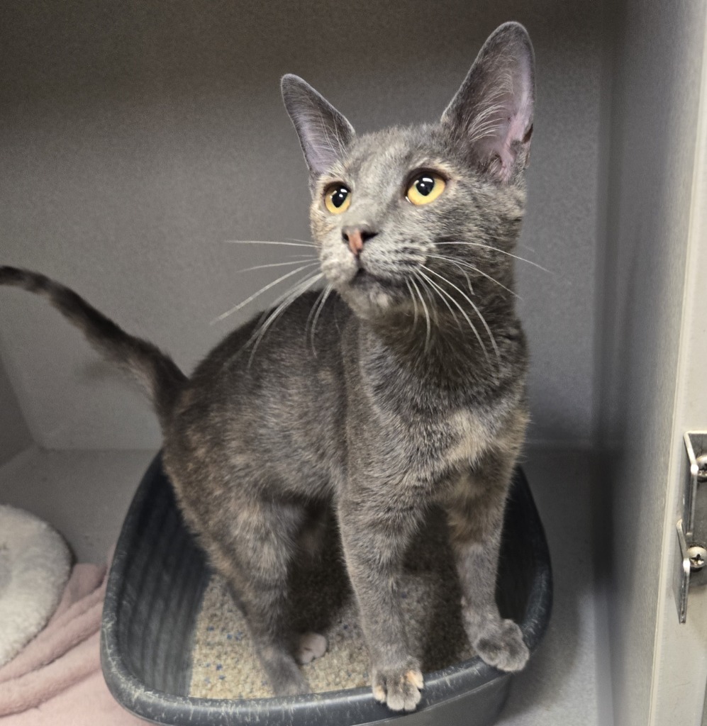 Pop, an adoptable Domestic Short Hair in Midland, TX, 79707 | Photo Image 2