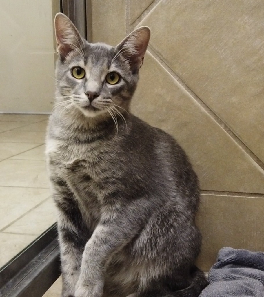 Snap, an adoptable Domestic Short Hair in Midland, TX, 79707 | Photo Image 1