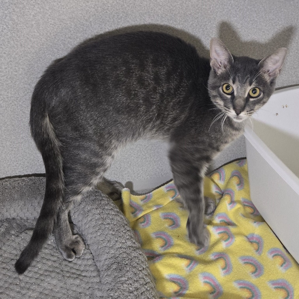 Snap, an adoptable Domestic Short Hair in Midland, TX, 79707 | Photo Image 2