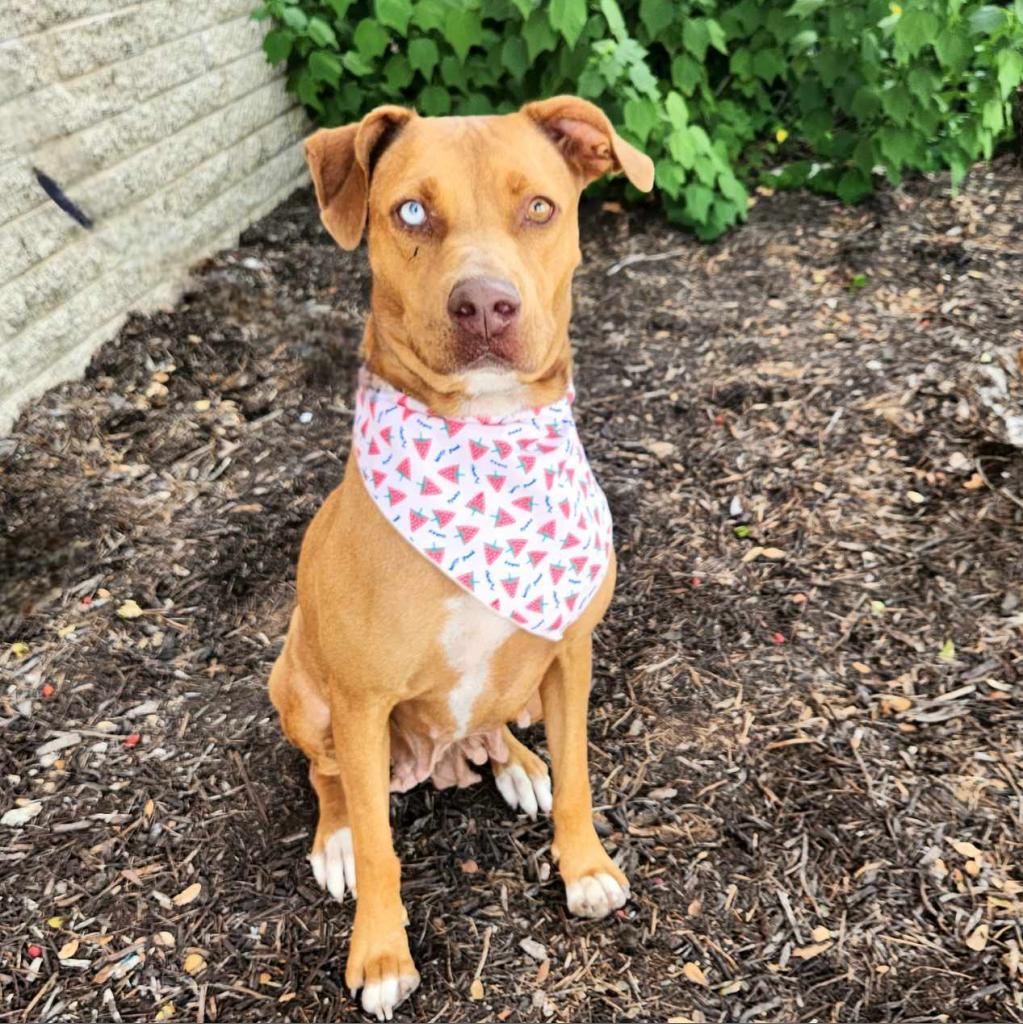 Sierra JuM, an adoptable Vizsla, Mixed Breed in Austin, TX, 78701 | Photo Image 1