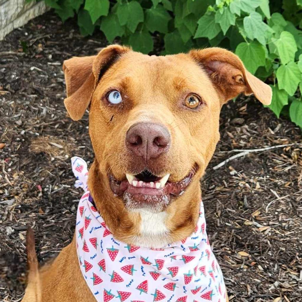 Sierra JuM, an adoptable Vizsla, Mixed Breed in Austin, TX, 78701 | Photo Image 2