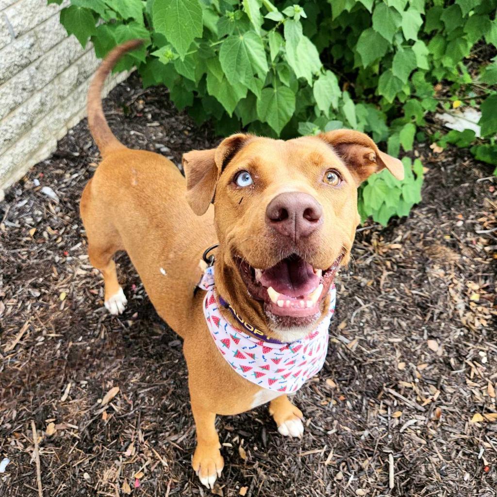 Sierra JuM, an adoptable Vizsla, Mixed Breed in Austin, TX, 78701 | Photo Image 3