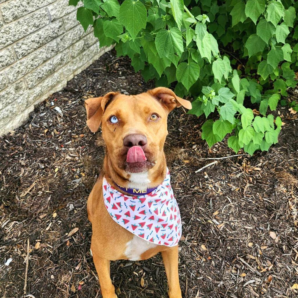 Sierra JuM, an adoptable Vizsla, Mixed Breed in Austin, TX, 78701 | Photo Image 4