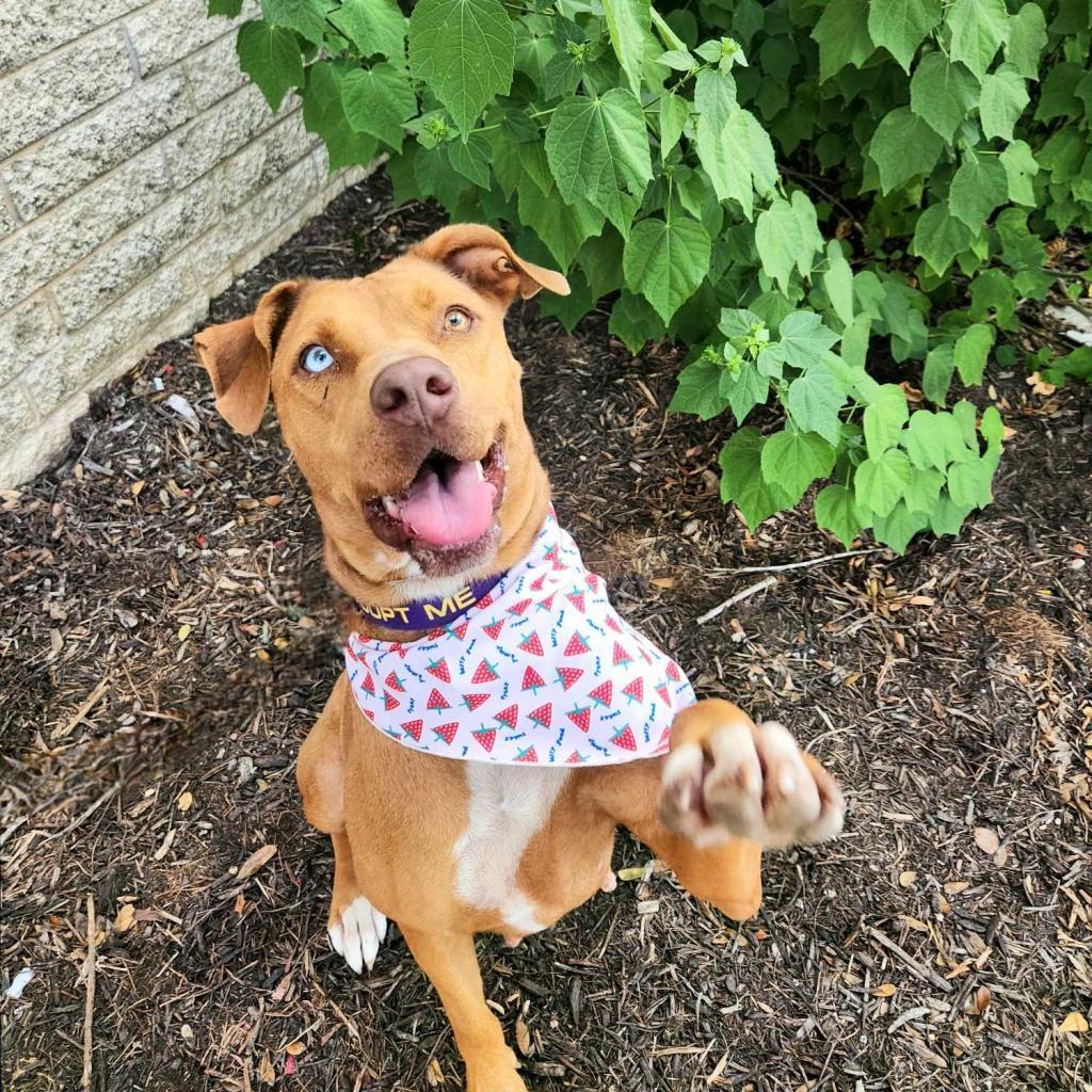 Sierra JuM, an adoptable Vizsla, Mixed Breed in Austin, TX, 78701 | Photo Image 5