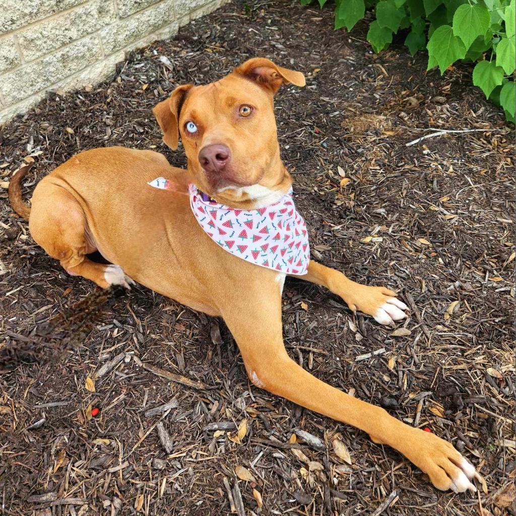 Sierra JuM, an adoptable Vizsla, Mixed Breed in Austin, TX, 78701 | Photo Image 6