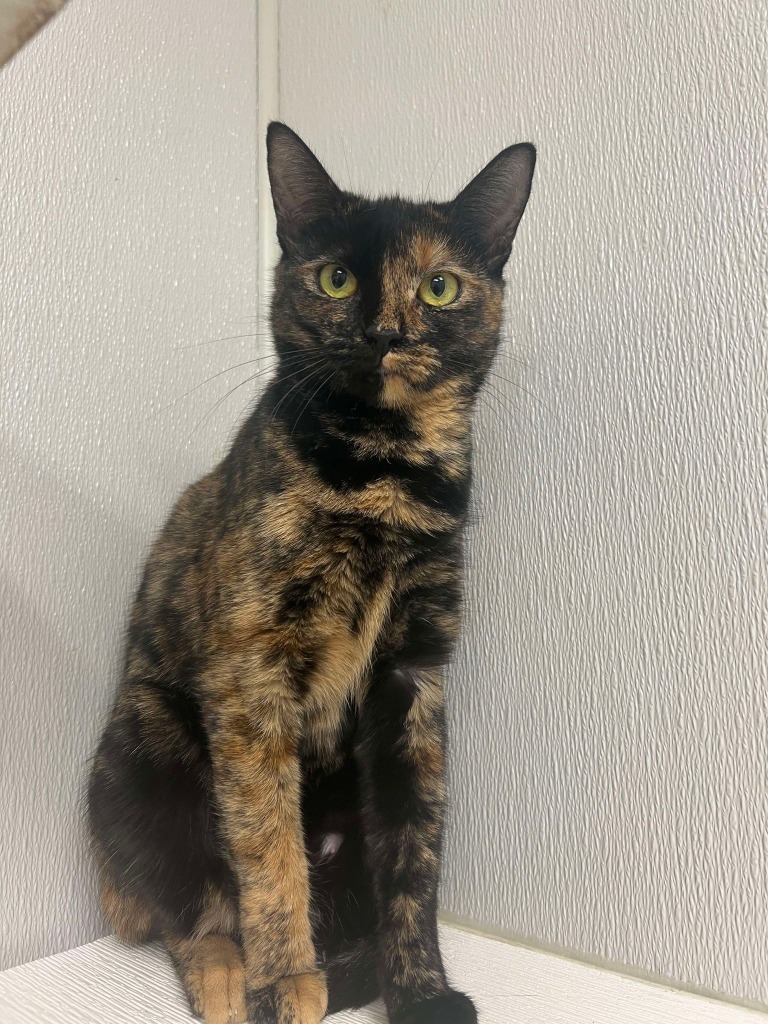 Mrs. Peacock