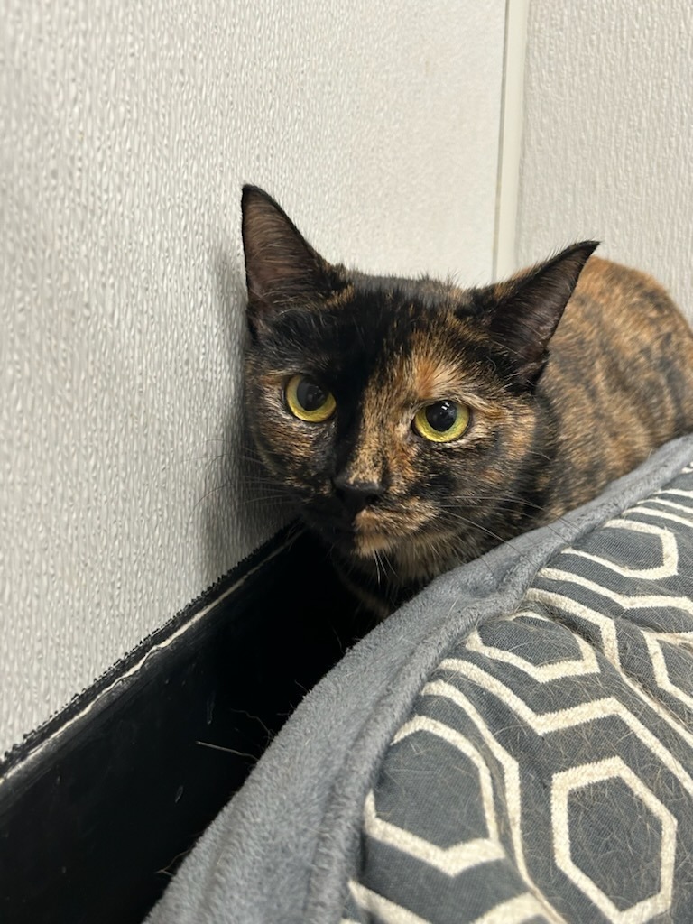Mrs. Peacock