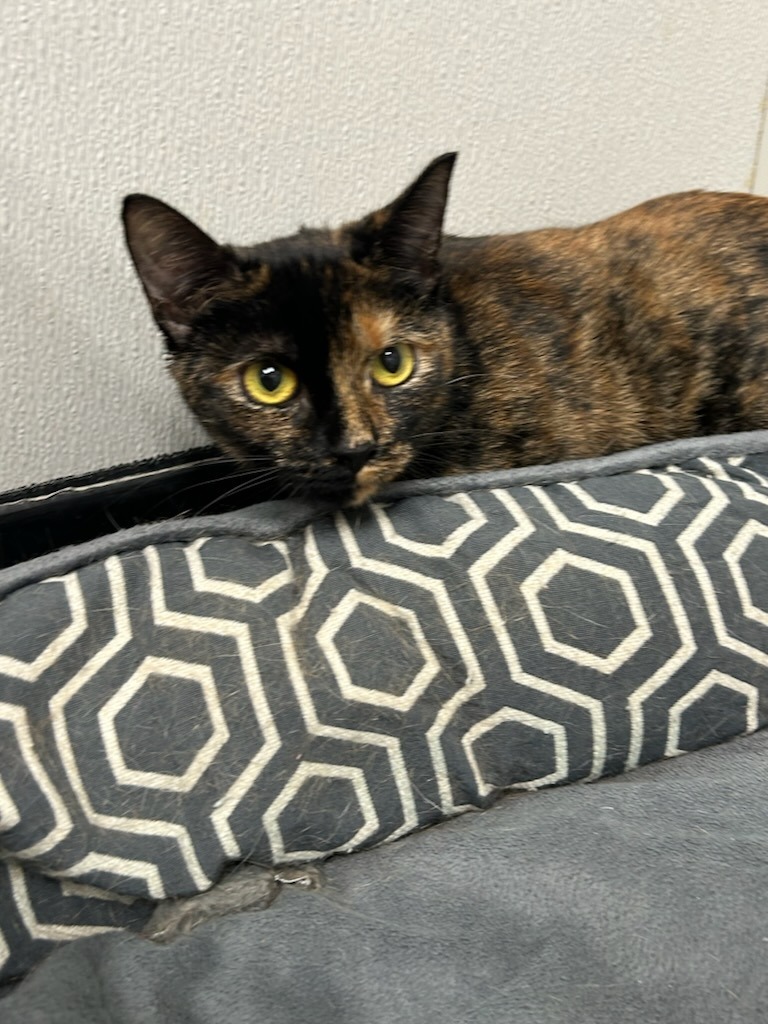Mrs. Peacock