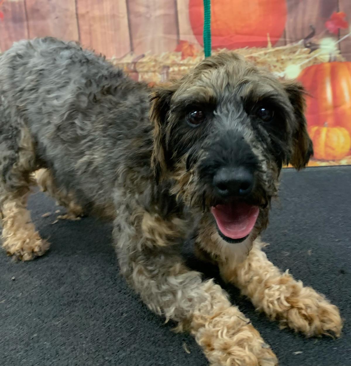 Darla, an adoptable Havanese, Poodle in Westminster, MD, 21158 | Photo Image 1