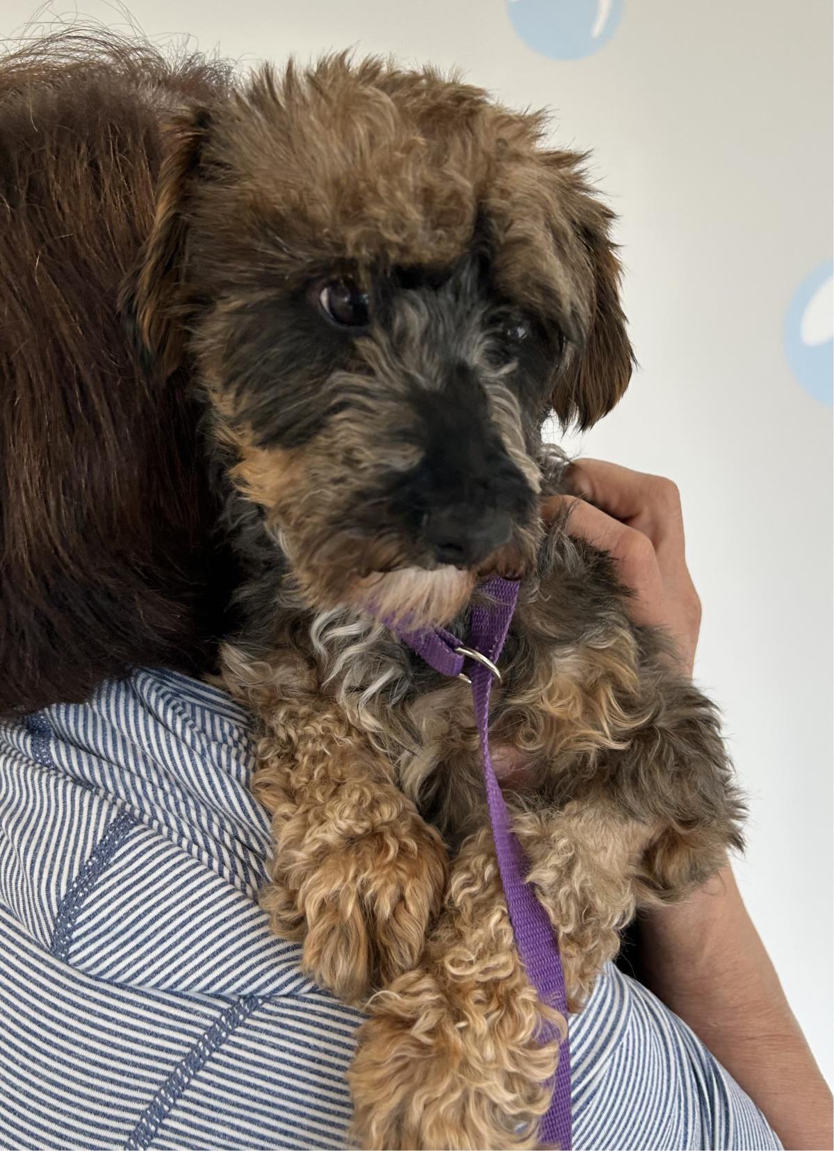 Darla, an adoptable Havanese, Poodle in Westminster, MD, 21158 | Photo Image 3