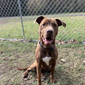 Rockzee (Duchess), Young Female Mixed Breed