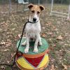 Sparky photo 1