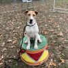 Sparky photo 3