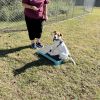 Sparky photo 6