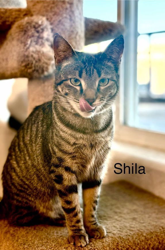 Shila