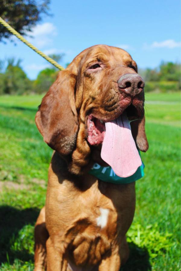 Hank, an adoptable Bloodhound in Indiana, PA, 15701 | Photo Image 1