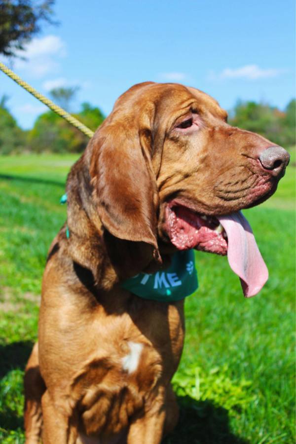 Hank, an adoptable Bloodhound in Indiana, PA, 15701 | Photo Image 2