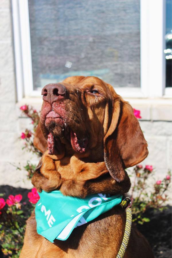 Hank, an adoptable Bloodhound in Indiana, PA, 15701 | Photo Image 3