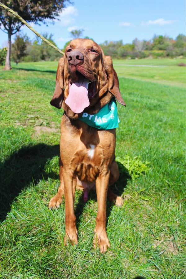 Hank, an adoptable Bloodhound in Indiana, PA, 15701 | Photo Image 4