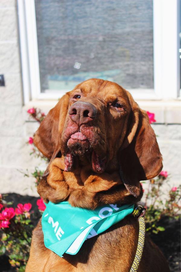 Hank, an adoptable Bloodhound in Indiana, PA, 15701 | Photo Image 5