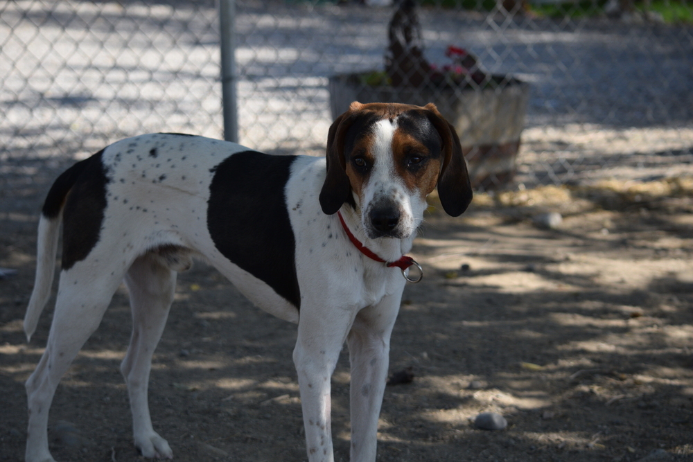 Honk, an adoptable Coonhound in Salmon, ID, 83467 | Photo Image 1