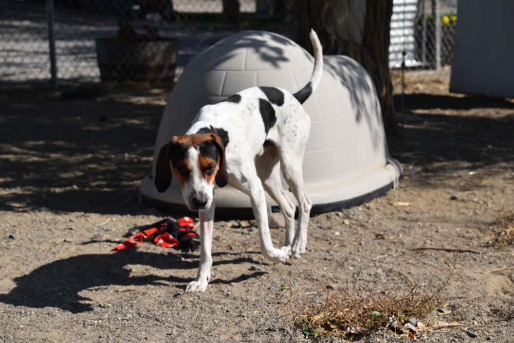 Honk, an adoptable Coonhound in Salmon, ID, 83467 | Photo Image 2