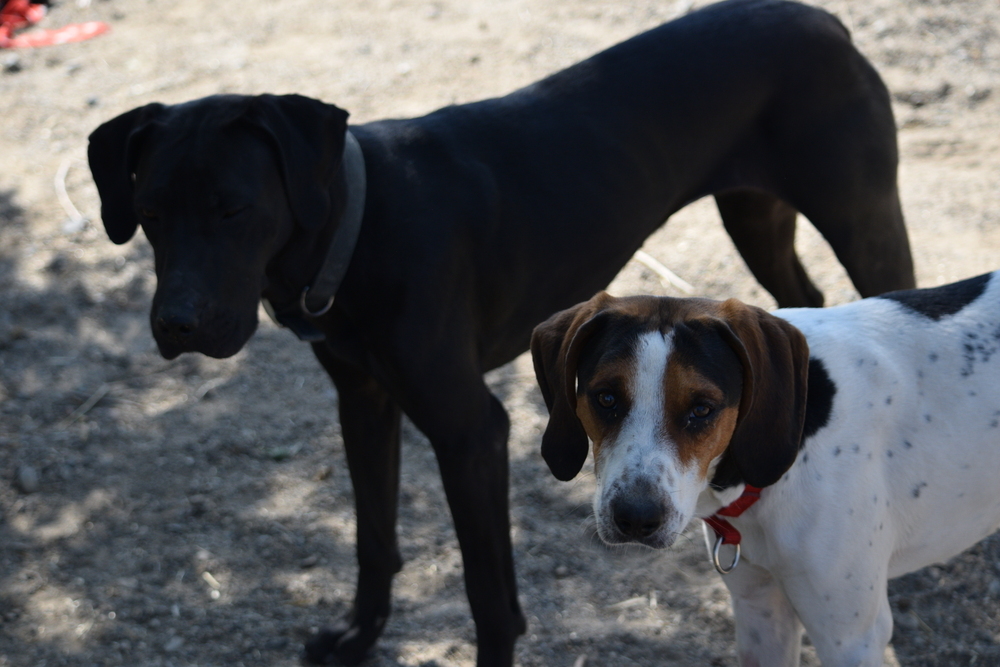 Honk, an adoptable Coonhound in Salmon, ID, 83467 | Photo Image 4