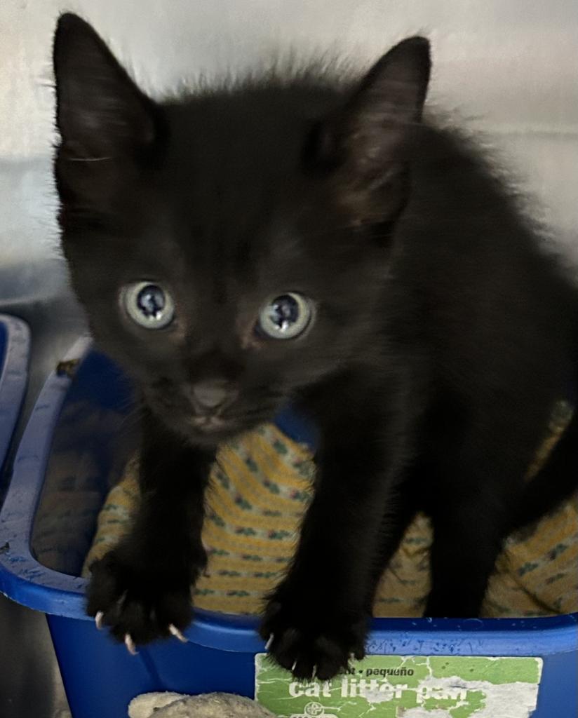 Colin, an adoptable Domestic Short Hair in Ontario, OR, 97914 | Photo Image 2