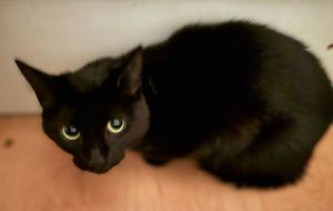 Noiro, Adult Female Domestic Short Hair
