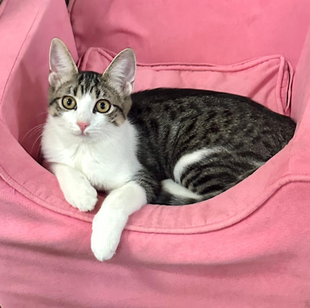 Sandy, an adoptable Tabby in West Hills, CA, 91307 | Photo Image 1
