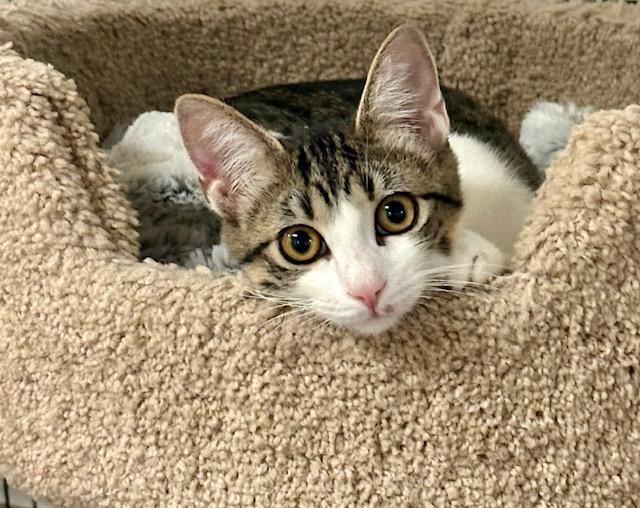 Sandy, an adoptable Tabby in West Hills, CA, 91307 | Photo Image 2