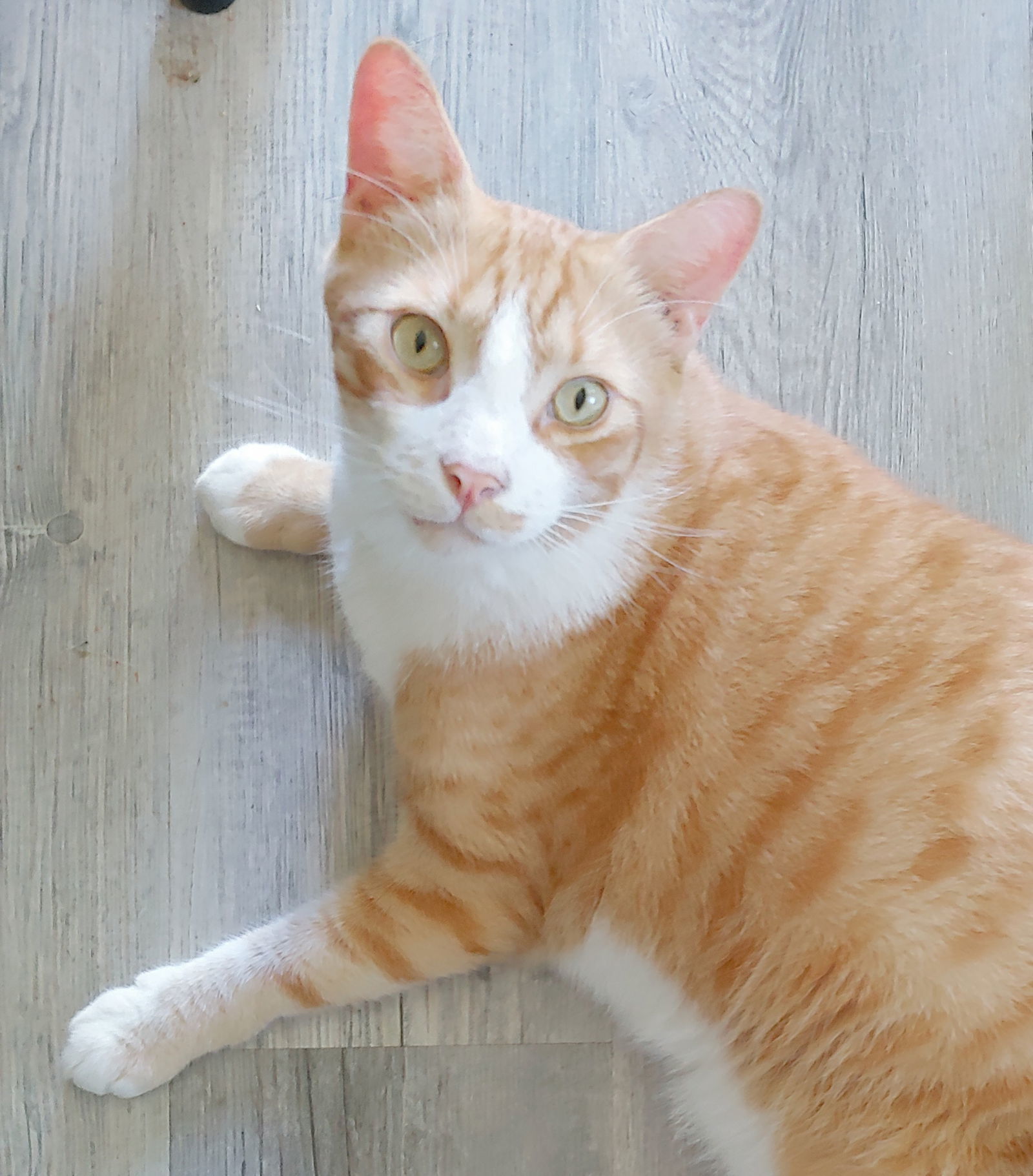 Garfield