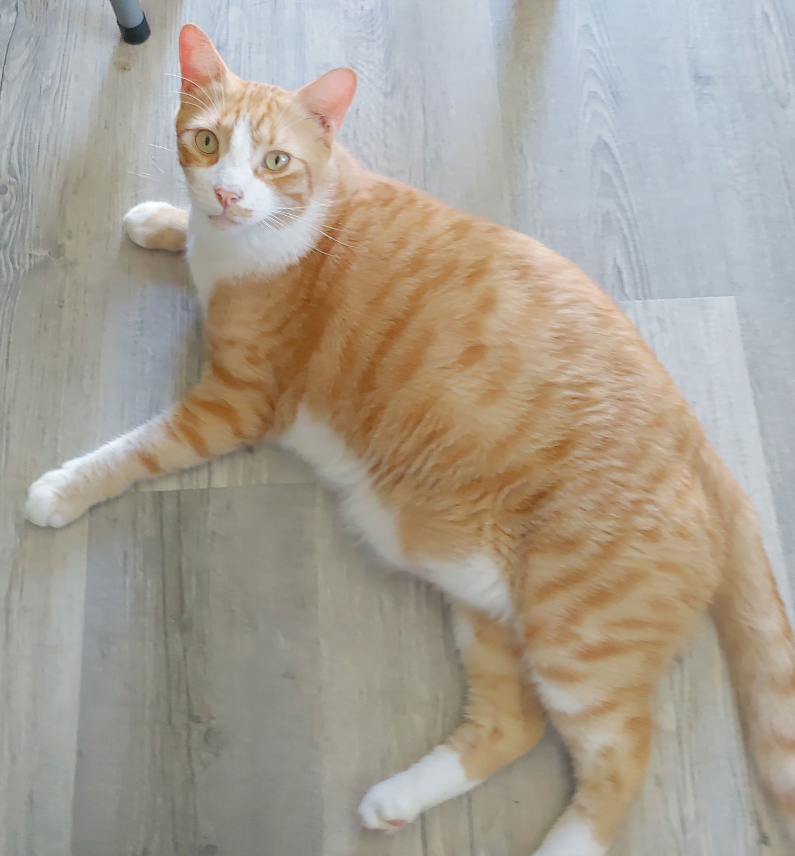 Garfield