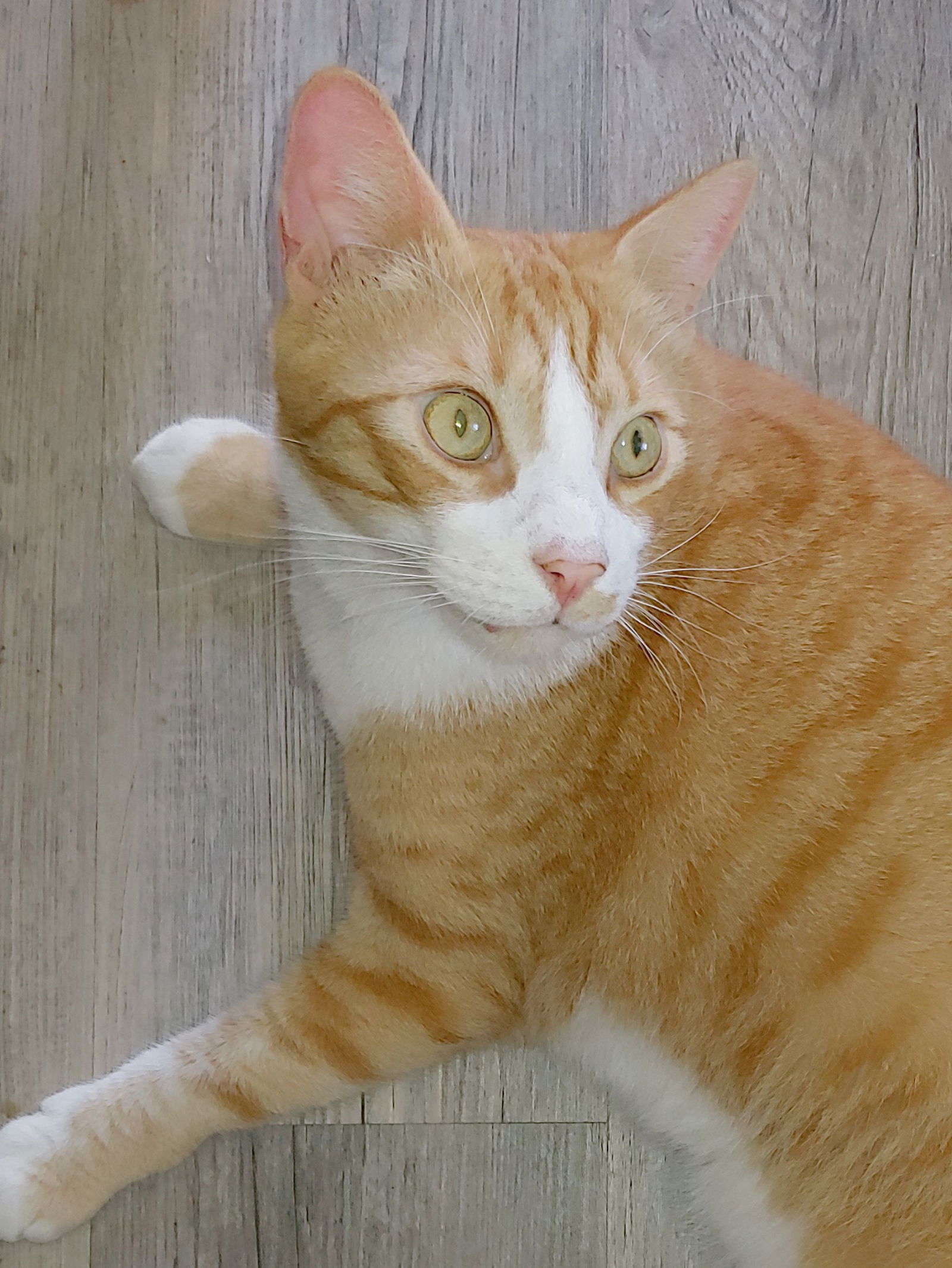 Garfield