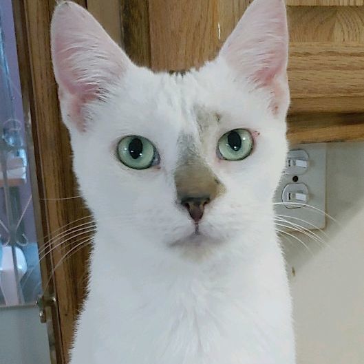 Bella