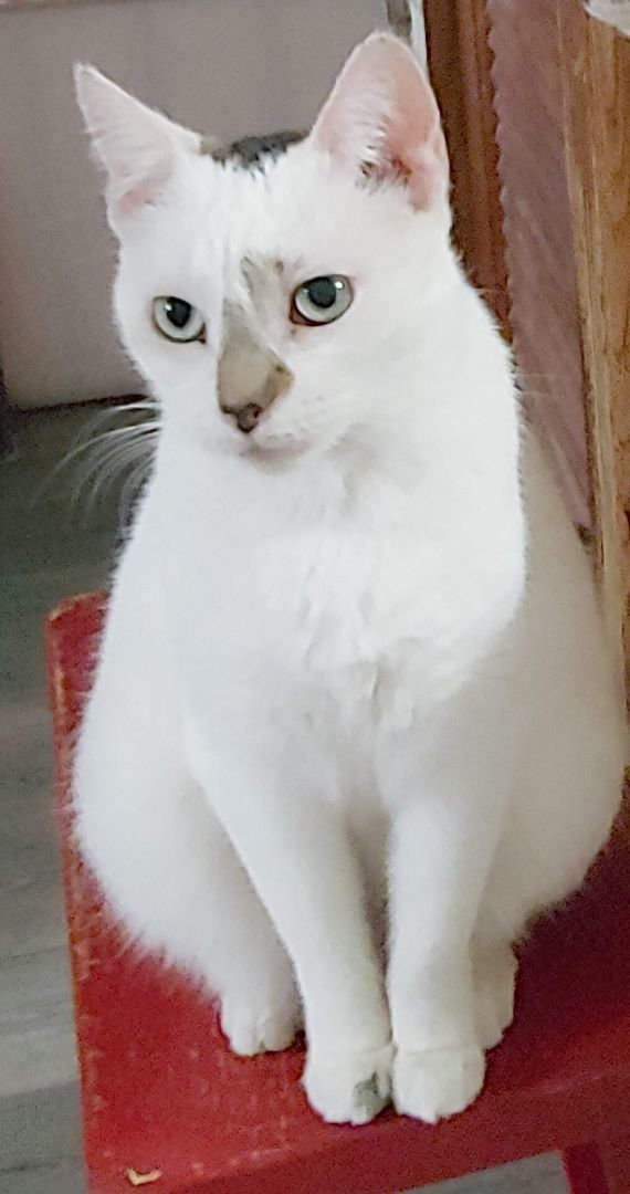 Bella