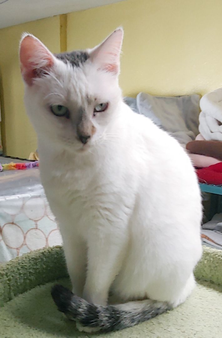 Bella