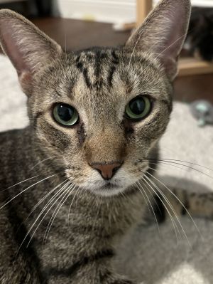 Frank Sinatra, Adult Male Tabby