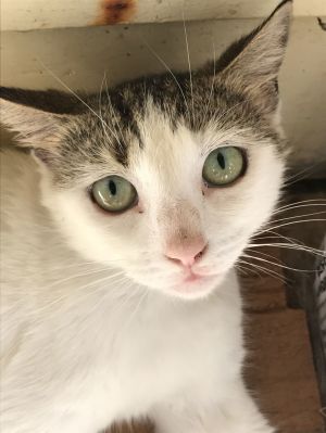 Remi, Adult Female Domestic Short Hair