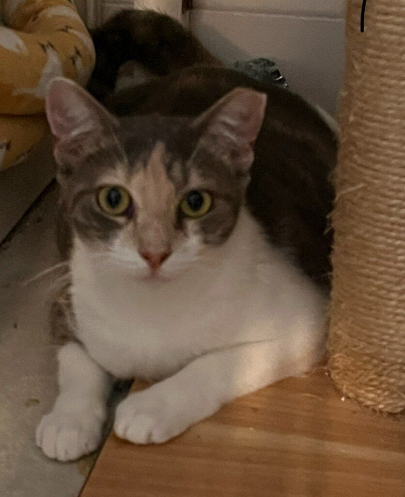 Penny