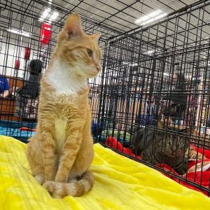 Sienna, Young Female Domestic Short Hair