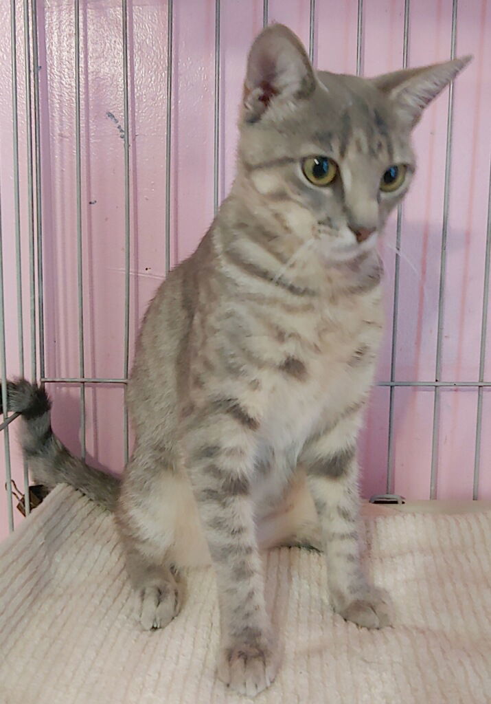 Freya