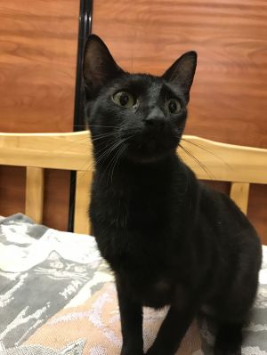 Daisy May, Adult Female Domestic Short Hair