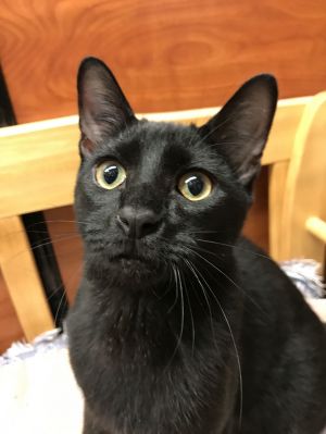 Beastie, Young Male Domestic Short Hair